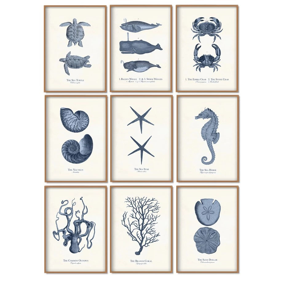 Sea Life Canvas Paintings (9 Pack)