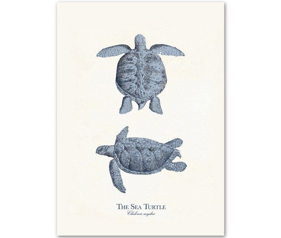 Sea Life Canvas Paintings (9 Pack)