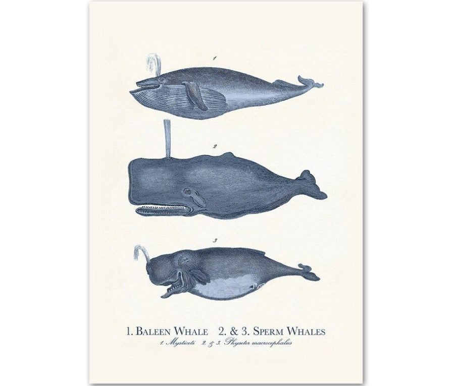 Sea Life Canvas Paintings (9 Pack)